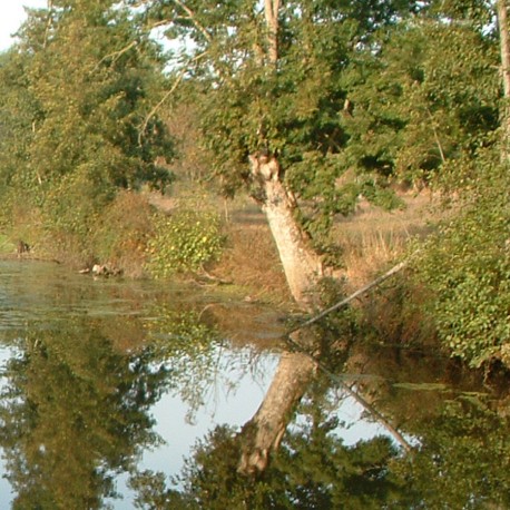 Le Beugnon - Le ruisseau de la Fontaine au Loup